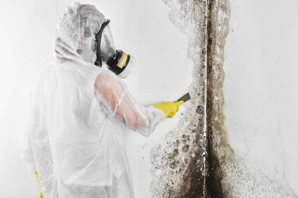 Professional Mold Removal in Burtonsville, MD