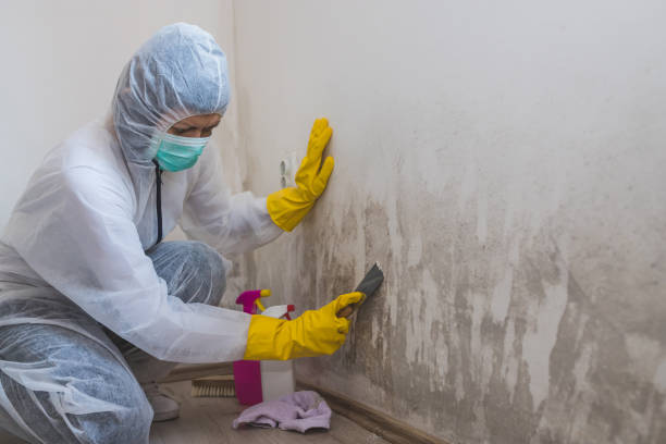 Best Local Mold Removal Service  in Burtonsville, MD