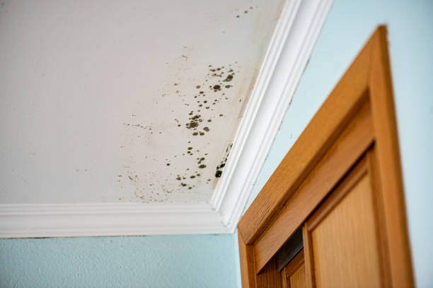 Best Fast Mold Removal  in Burtonsville, MD
