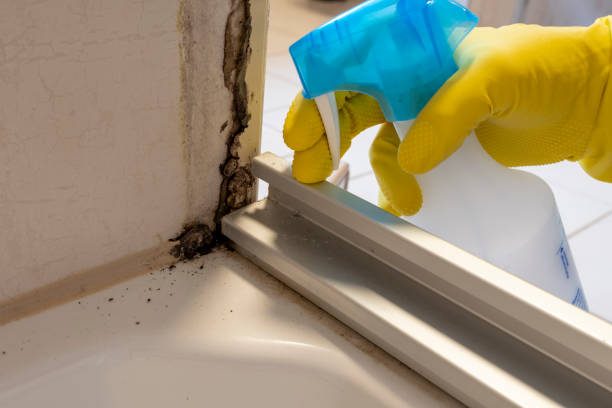Best Same-Day Mold Removal  in Burtonsville, MD