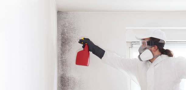 Best Emergency Mold Removal  in Burtonsville, MD
