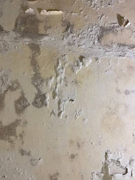 Best Crawl Space Mold Removal  in Burtonsville, MD