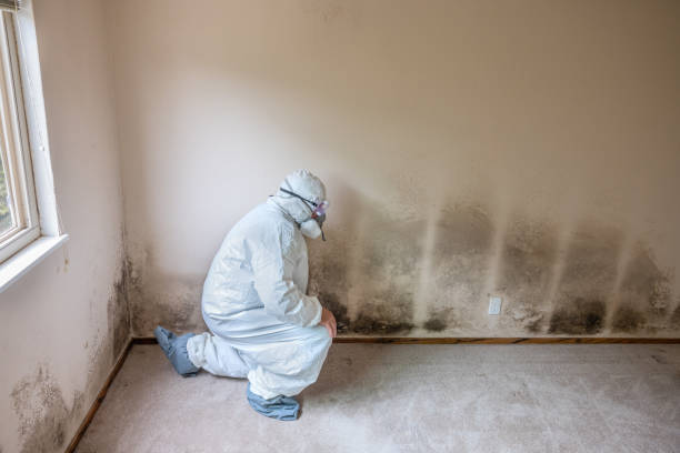 Best Certified Mold Removal  in Burtonsville, MD
