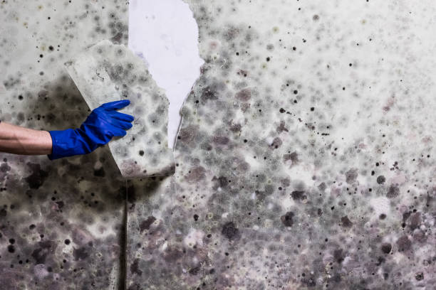 Best Mold Removal Near Me  in Burtonsville, MD