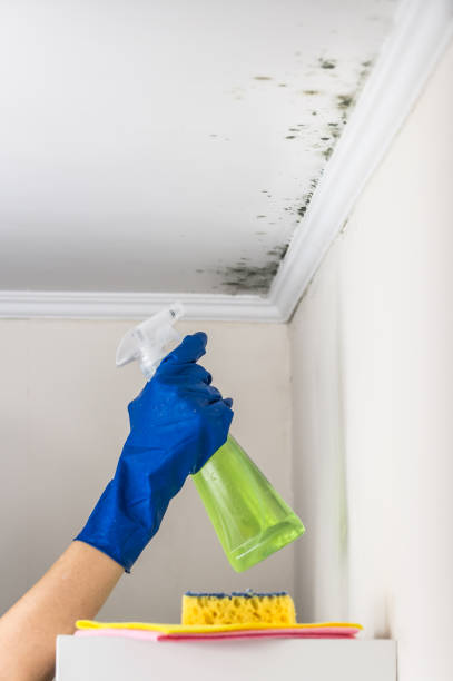 Best Professional Mold Removal  in Burtonsville, MD