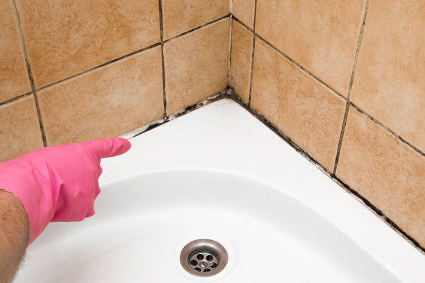 Best Certified Mold Removal  in Burtonsville, MD